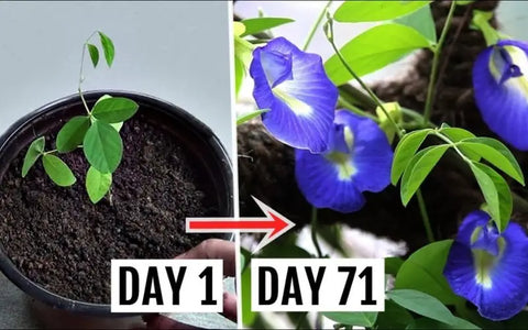 how-to-care-butterfly-pea-flower