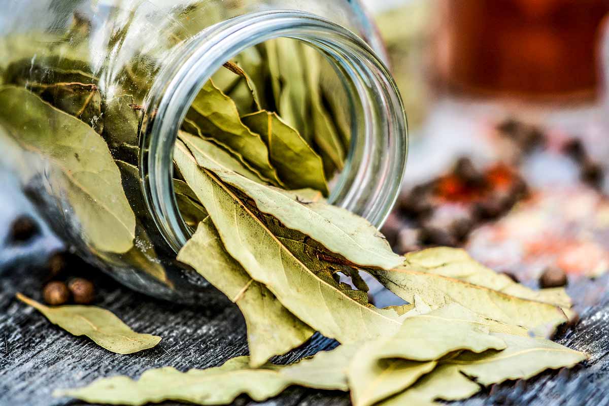 How to Dry Bay Leaves - The Kitchen Herbs