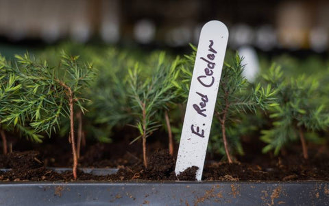 how-to-grow-eastern-red-cedar-from-seeds-2