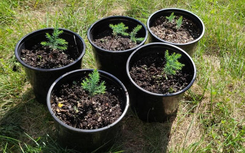 how-to-grow-eastern-red-cedar-from-seeds-3