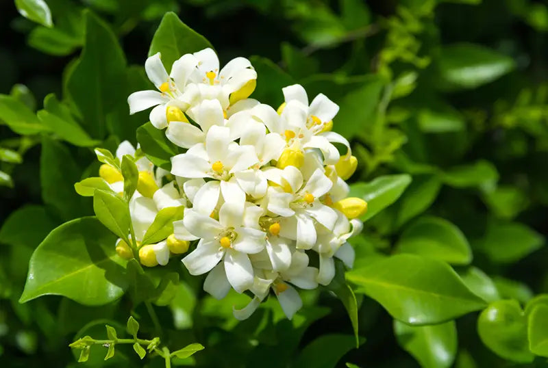 How To Grow Jasmine Flowers At Home - Bioweed