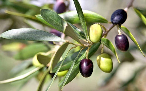 how-to-grow-olive-tree-seeds