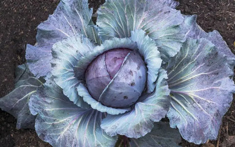 how-to-grow-red-cabbage-from-seed-guide