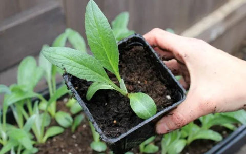 how-to-plant-artichokes-in-pots