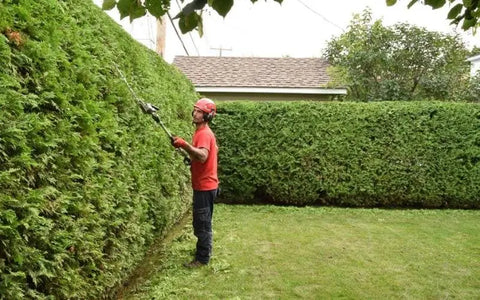 how-to-prune-eastern-red-cedars