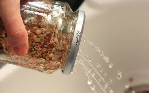 how-to-rinse-alfalfa-seeds