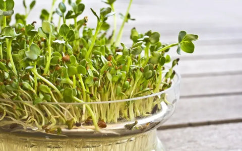 how-to-sprout-alfalfa-seeds