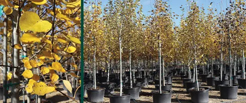 A nursery filled with young quaking aspen plants.