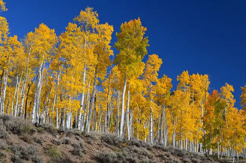 How Fast Does A Quaking Aspen Grow? How To Grow It?