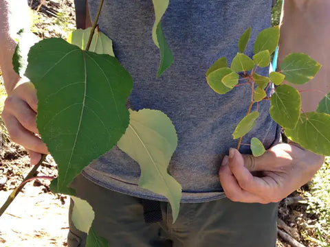 A man carefully holding young quaking aspen tree plants.