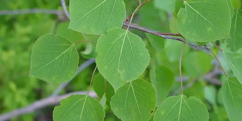 Close-up of quaking aspen leaves.
