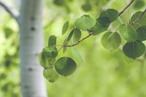 Leaves on a quaking aspen tree.