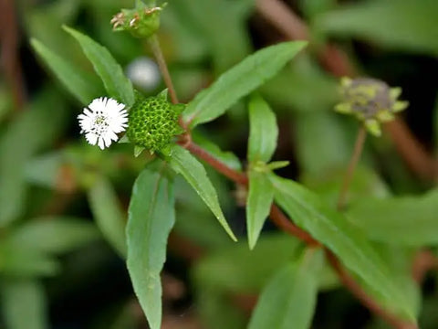 What is Eclipta alba (False Daisy) used for?