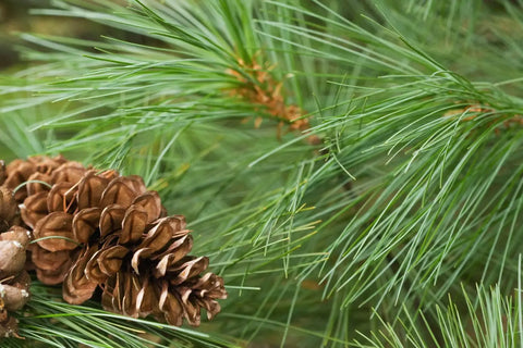 growing eastern white pine from seedv