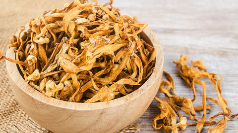 cordyceps militaris benefits