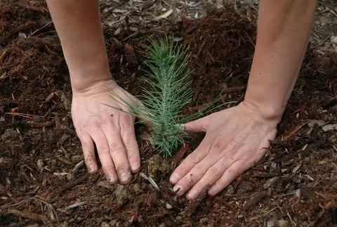 growing eastern white pine from seed