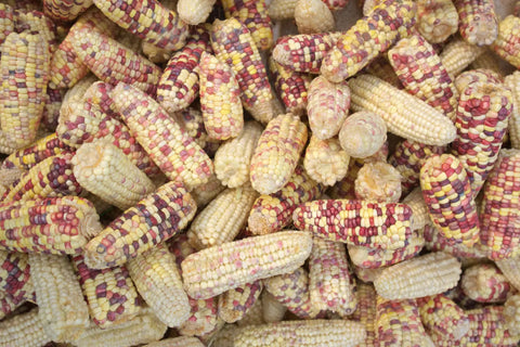 How to grow Waxy Corn