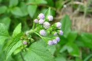 Factsheet - Ageratum conyzoides (Billygoat Weed)