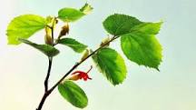 6 Impressive Health Benefits of Gymnema Sylvestre