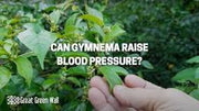 Can Gymnema Raise Blood Pressure? - Great Green Wall