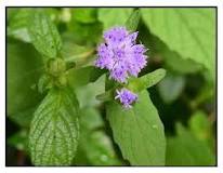Bulak-manok, billy goat weed, ageratum conyzoides: Herbal ...