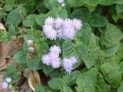 Ageratum conyzoides - Wikipedia