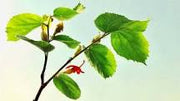 6 Impressive Health Benefits of Gymnema Sylvestre
