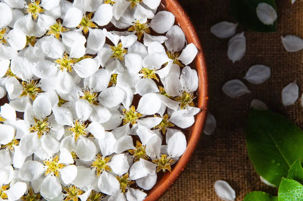 The World of Jasmine Flower: Types, Cultivation, and Symbolism – LÖV Flowers