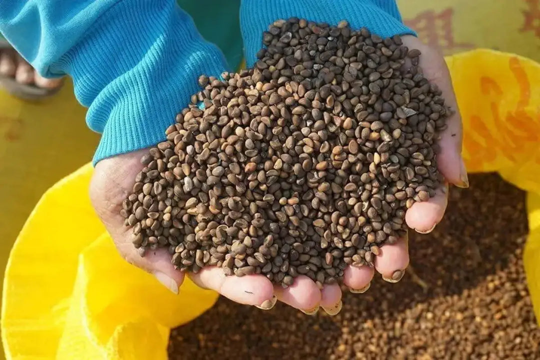 Buy 100+ Organic Thai Water Spinach Seeds Ong Choy Kang Kong Xin Buy 100+ Organic Thai Water Spinach Seeds Ong Choy Kang Kong Xin