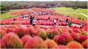 200 Seeds Kochia Scoparia Seeds co DOI mau Seeds for Planting Scoparia Seeds Bassia Scoparia Ragweed Summer Cypress Mock-Cypress Belvedere Burningbush Mexican Firebrush Mexican Fireweed Seeds - The Rike Inc