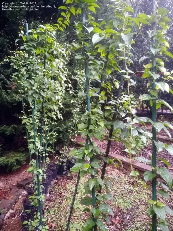 30 River Leaf Creeper Seeds LA Giang Seeds - River Leaf Vine Seeds- Aganonerion- Sour Leaf Creeper Sour-SOP Creeper Seeds La Lom Non-GMO Vegetable Seeds Herbal Seeds - The Rike Inc