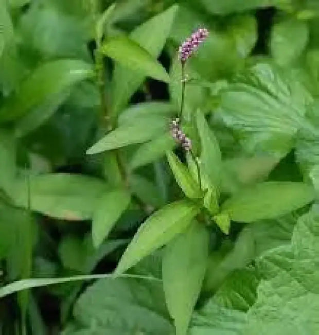 Lady's Thumb Weed Seeds