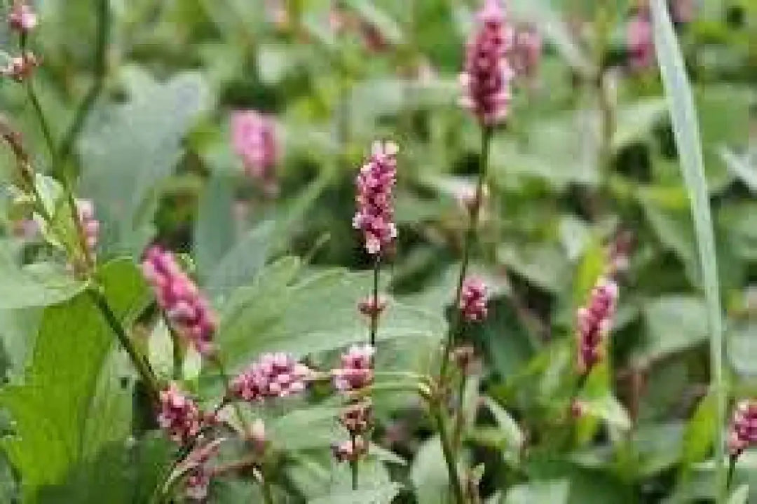 Lady's Thumb Weed Seeds
