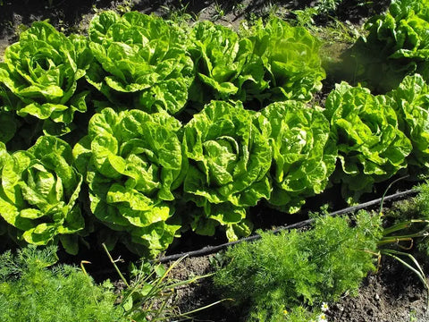 Top Easy Vegetables To Direct Sow In Your Garden