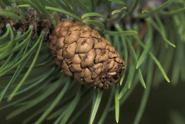 30 Seeds Loblolly Pine Seeds Tree Seeds for Planting Pinus taeda Arkansas Pine North Carolina Pine Oldfield Pine Seeds - The Rike Inc