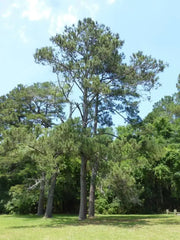 30 Seeds Loblolly Pine Seeds Tree Seeds for Planting Pinus taeda Arkansas Pine North Carolina Pine Oldfield Pine Seeds - The Rike Inc