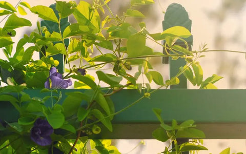 location-to-grow-butterfly-pea-flower