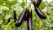 600 Seeds Long Purple Eggplant Seeds Non-GMO Vegetable Seeds aubergine seeds or brinjal seeds garden seeds - The Rike Inc