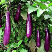 600 Seeds Long Purple Eggplant Seeds Non-GMO Vegetable Seeds aubergine seeds or brinjal seeds garden seeds - The Rike Inc