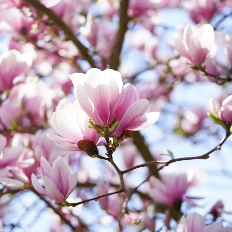 magnolia-pinkieseeds-fragrant-