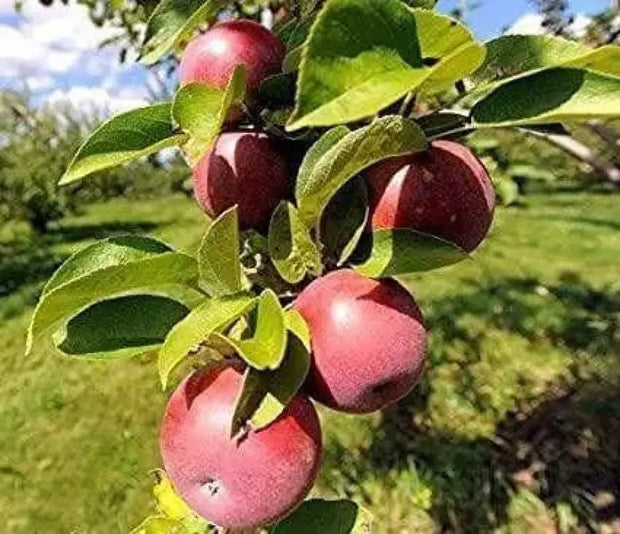 50 Seeds - Fuji Apple Tree Seeds Pink Lady Gala Apple Seeds for Planting Honey Crisp Envy Golden Deli. Native Fruit Seeds - The Rike - The Rike Inc