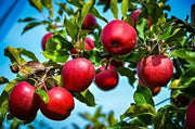 50 Seeds - Fuji Apple Tree Seeds Pink Lady Gala Apple Seeds for Planting Honey Crisp Envy Golden Deli. Native Fruit Seeds - The Rike - The Rike Inc