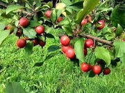 50 Seeds - Fuji Apple Tree Seeds Pink Lady Gala Apple Seeds for Planting Honey Crisp Envy Golden Deli. Native Fruit Seeds - The Rike - The Rike Inc