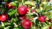 50 Fuji Apple Seeds Pink Lady Gala Apple Tree Seeds for Planting