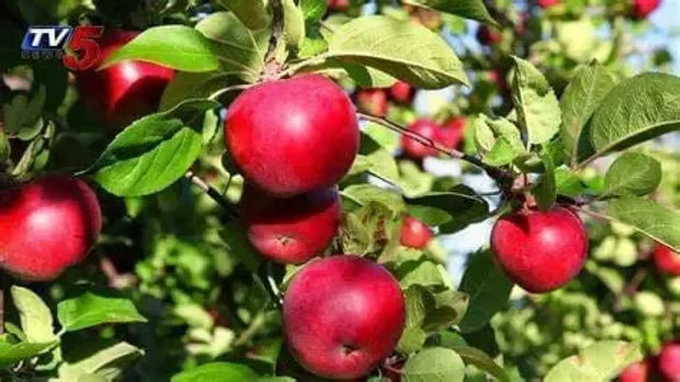 50 Seeds - Fuji Apple Tree Seeds Pink Lady Gala Apple Seeds for Planting Honey Crisp Envy Golden Deli. Native Fruit Seeds - The Rike - The Rike Inc