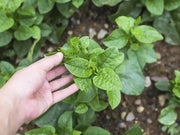 500 Seeds Red Malabar Spinach Seeds - Basella alba Pui, Vine Spinach, red Vine Spinach, Climbing Spinach, Creeping Spinach, Buffalo Spinach, Malabar Spinach and Ceylon Spinach - The Rike Inc