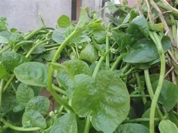 500 Seeds Red Malabar Spinach Seeds - Basella alba Pui, Vine Spinach, red Vine Spinach, Climbing Spinach, Creeping Spinach, Buffalo Spinach, Malabar Spinach and Ceylon Spinach - The Rike Inc