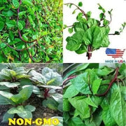 500 Seeds Red Malabar Spinach Seeds - Basella alba Pui, Vine Spinach, red Vine Spinach, Climbing Spinach, Creeping Spinach, Buffalo Spinach, Malabar Spinach and Ceylon Spinach - The Rike Inc