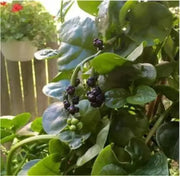 500 Seeds Red Malabar Spinach Seeds - Basella alba Pui, Vine Spinach, red Vine Spinach, Climbing Spinach, Creeping Spinach, Buffalo Spinach, Malabar Spinach and Ceylon Spinach - The Rike Inc