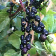 500 Seeds Red Malabar Spinach Seeds - Basella alba Pui, Vine Spinach, red Vine Spinach, Climbing Spinach, Creeping Spinach, Buffalo Spinach, Malabar Spinach and Ceylon Spinach - The Rike Inc